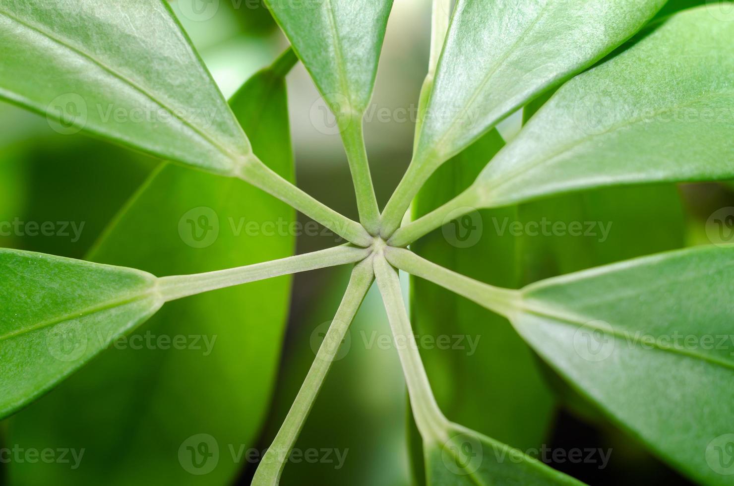 junta do caule de uma planta foto