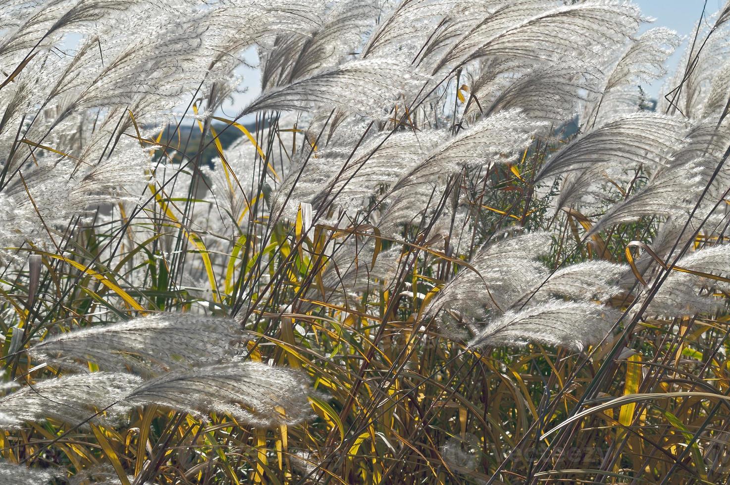 grama prateada amur miscanthus sacchariflorus chamada grama prateada japonesa foto