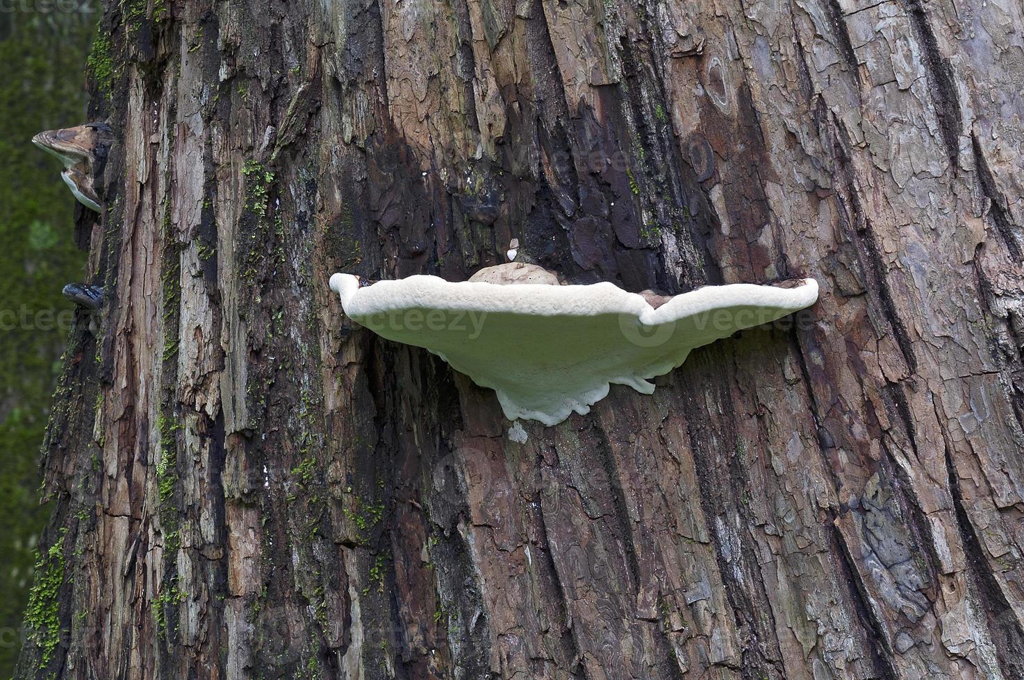 fungo conk ganoderma applanatum do artista chamado suporte do artista foto