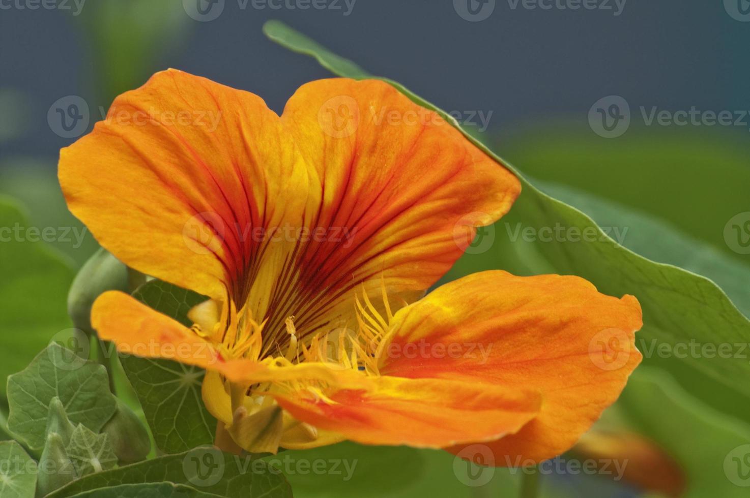 nastúrcio de jardim, tropaeolum majus, agrião indiano e agrião monges foto