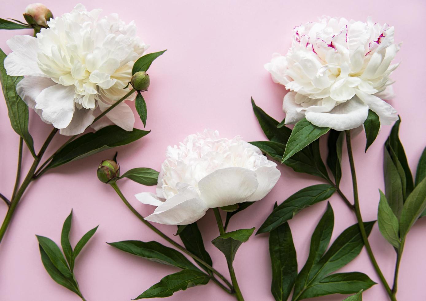 flores de peônia em um fundo rosa pastel foto