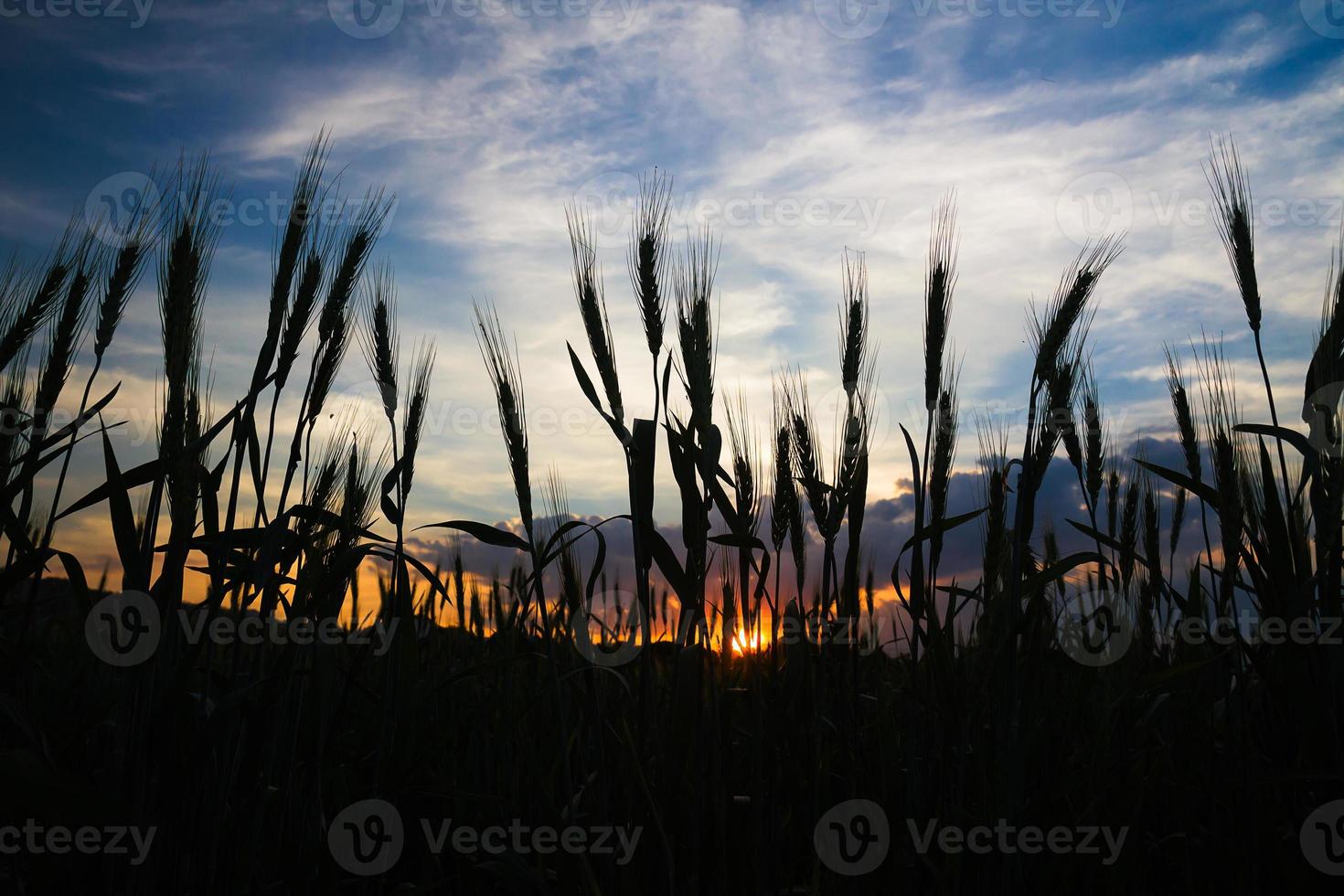 campo de trigo no pôr do sol do agente rural foto