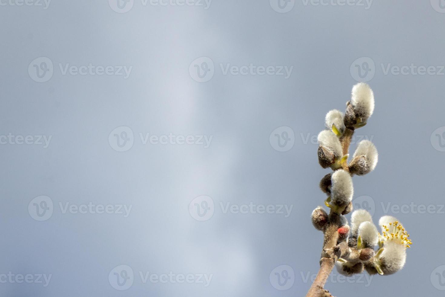 bichano salgueiros e cinzento céu foto