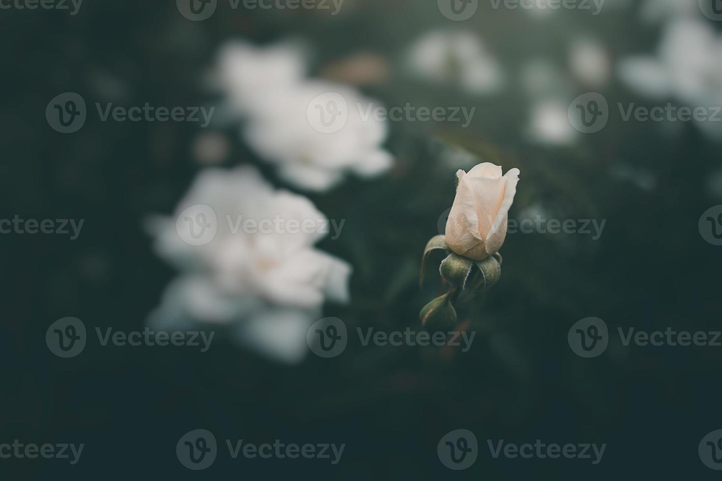 branco pequeno rosa em a arbusto dentro a jardim foto