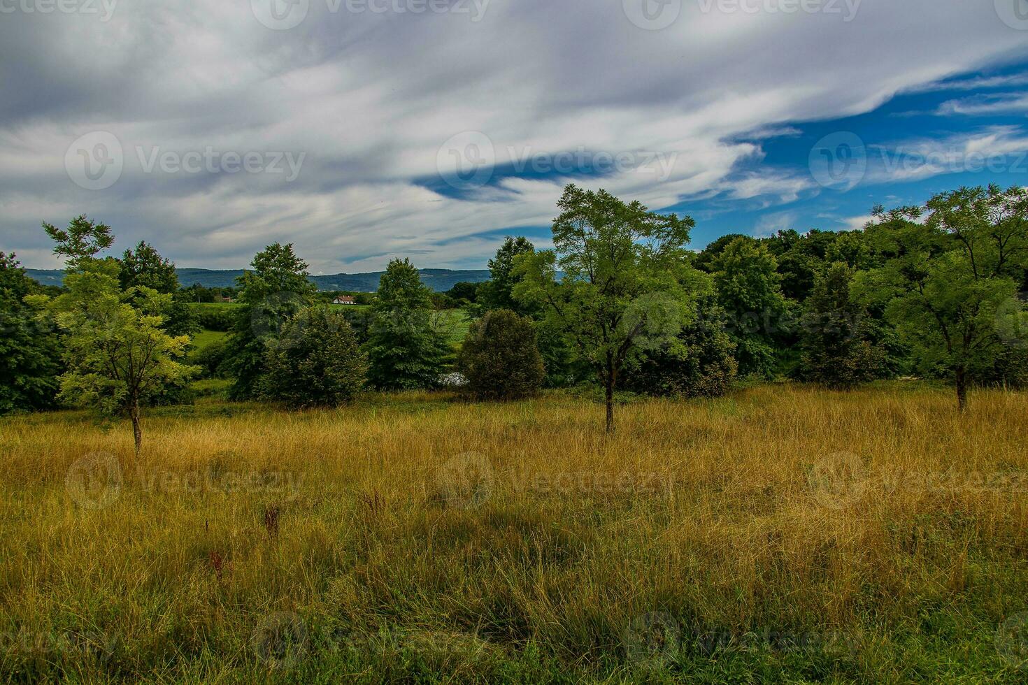 verão panorama com verde árvores, Prado, Campos e céu com branco nuvens foto