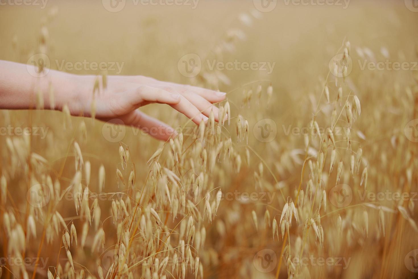 humano mão espiguetas do trigo Sol natureza agricultura plantar foto
