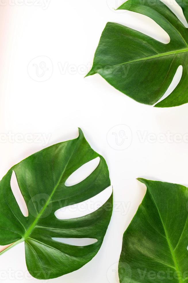 folhas de monstera em fundo branco foto