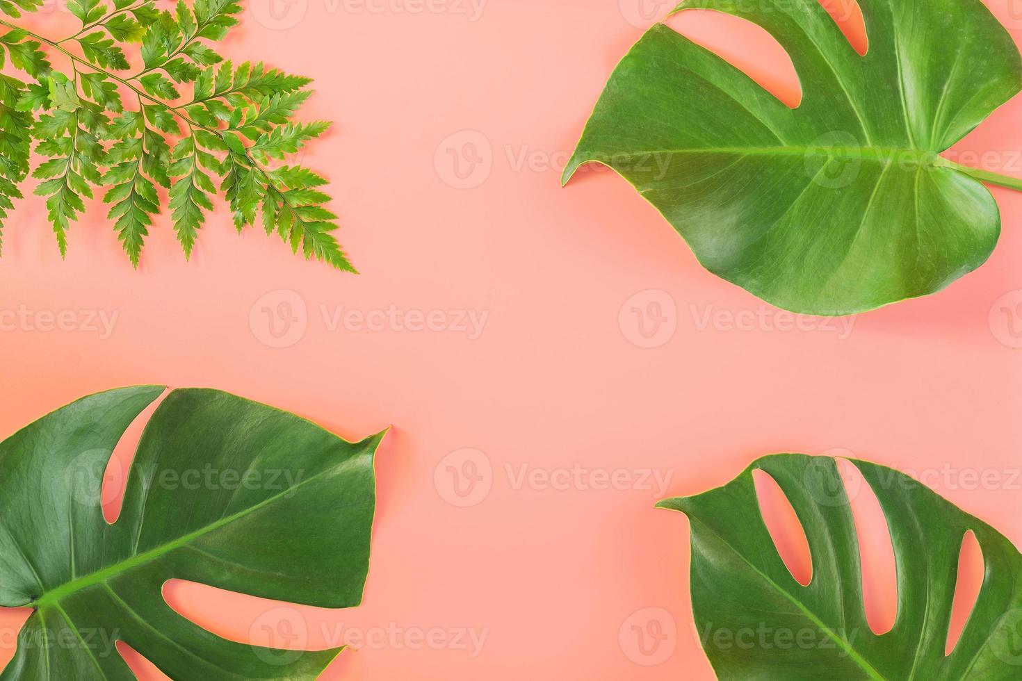 folhas de monstera e samambaia repousam sobre fundo rosa foto