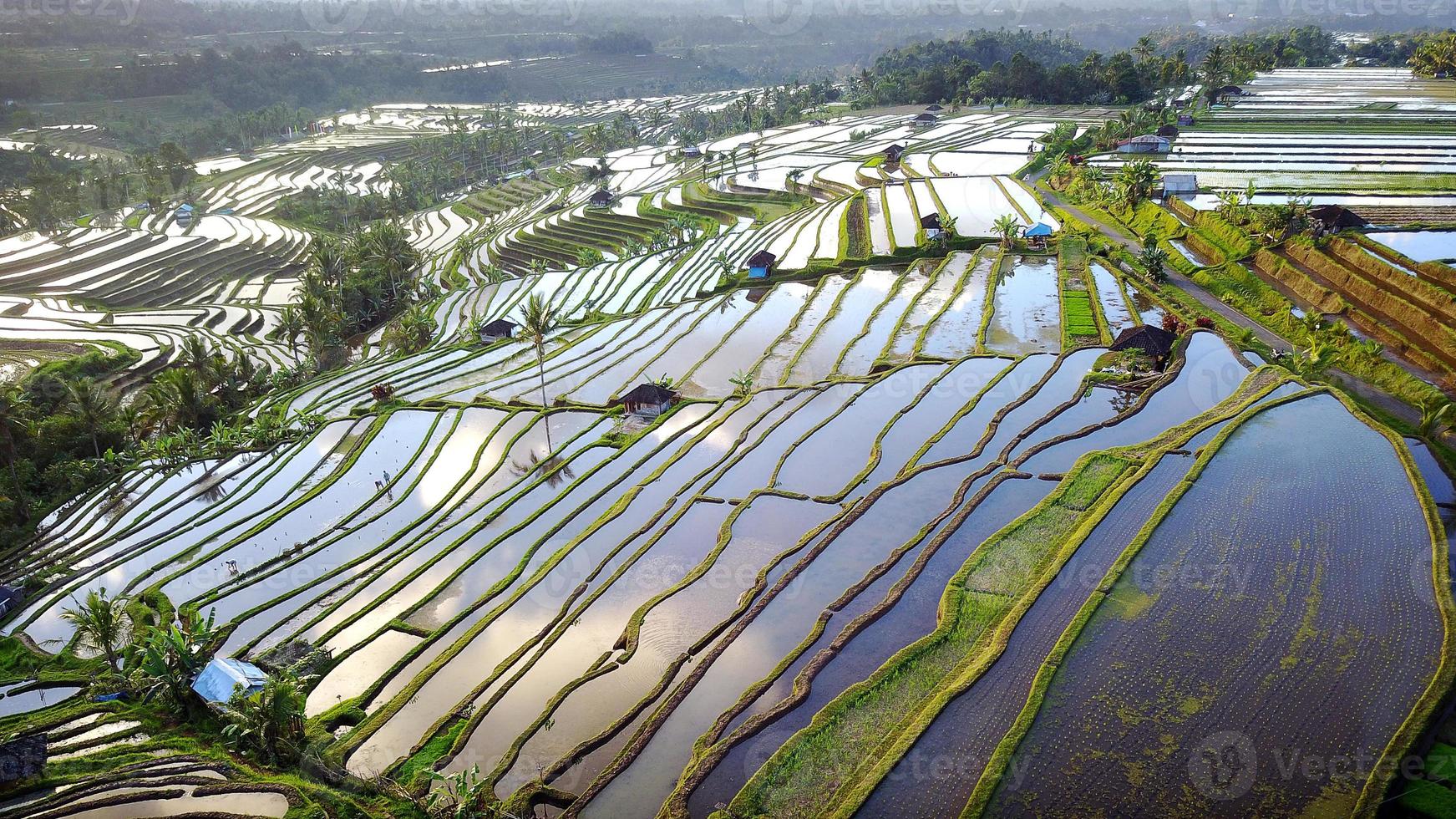 vista aérea de terraços de arroz bali foto