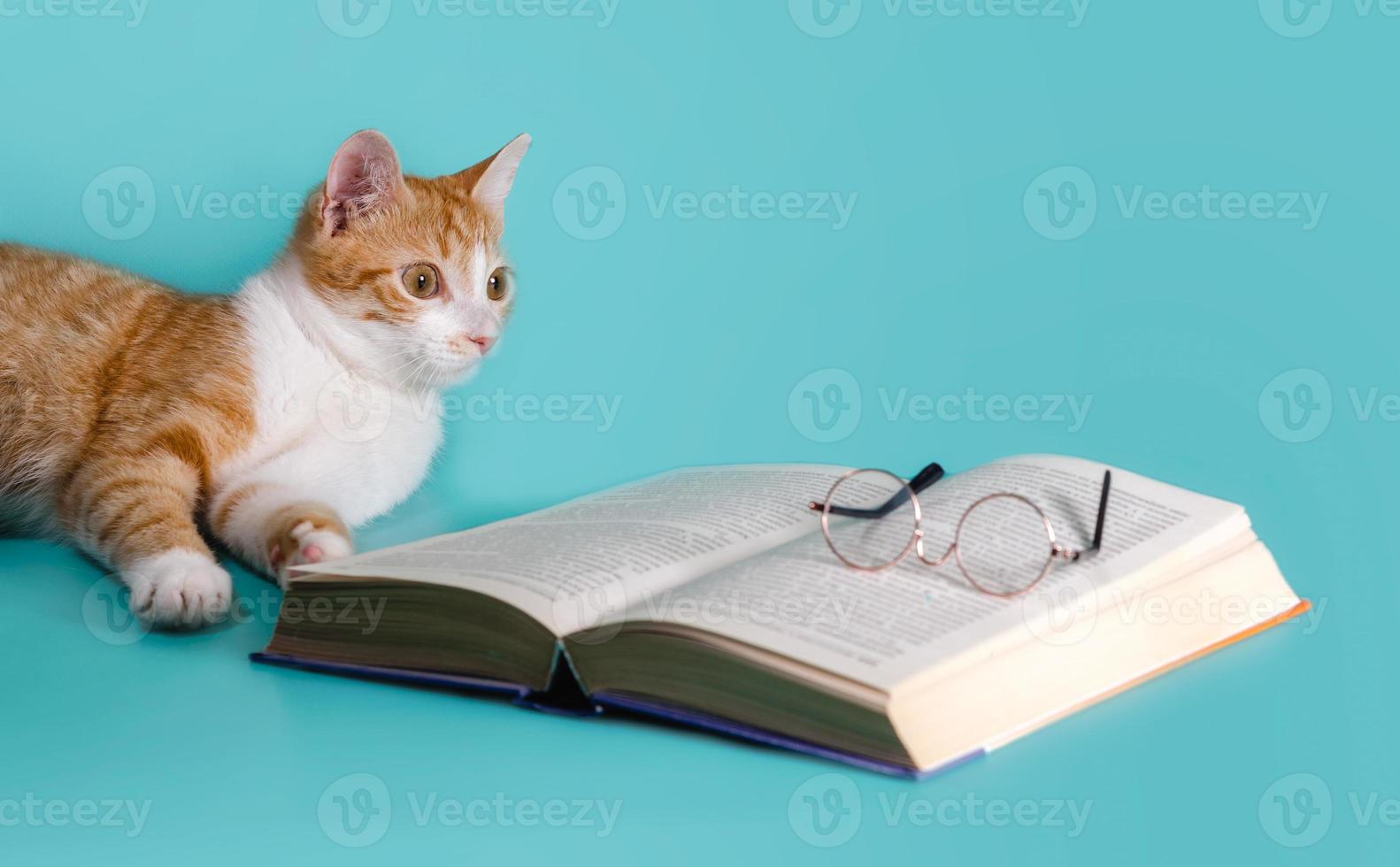 gato ruivo com livro e óculos foto