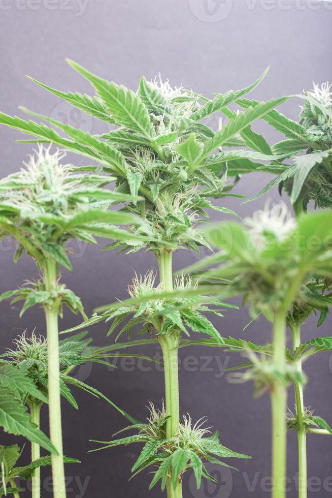 belo arbusto de cannabis florido com botões brancos como a neve repletos de tricomas foto