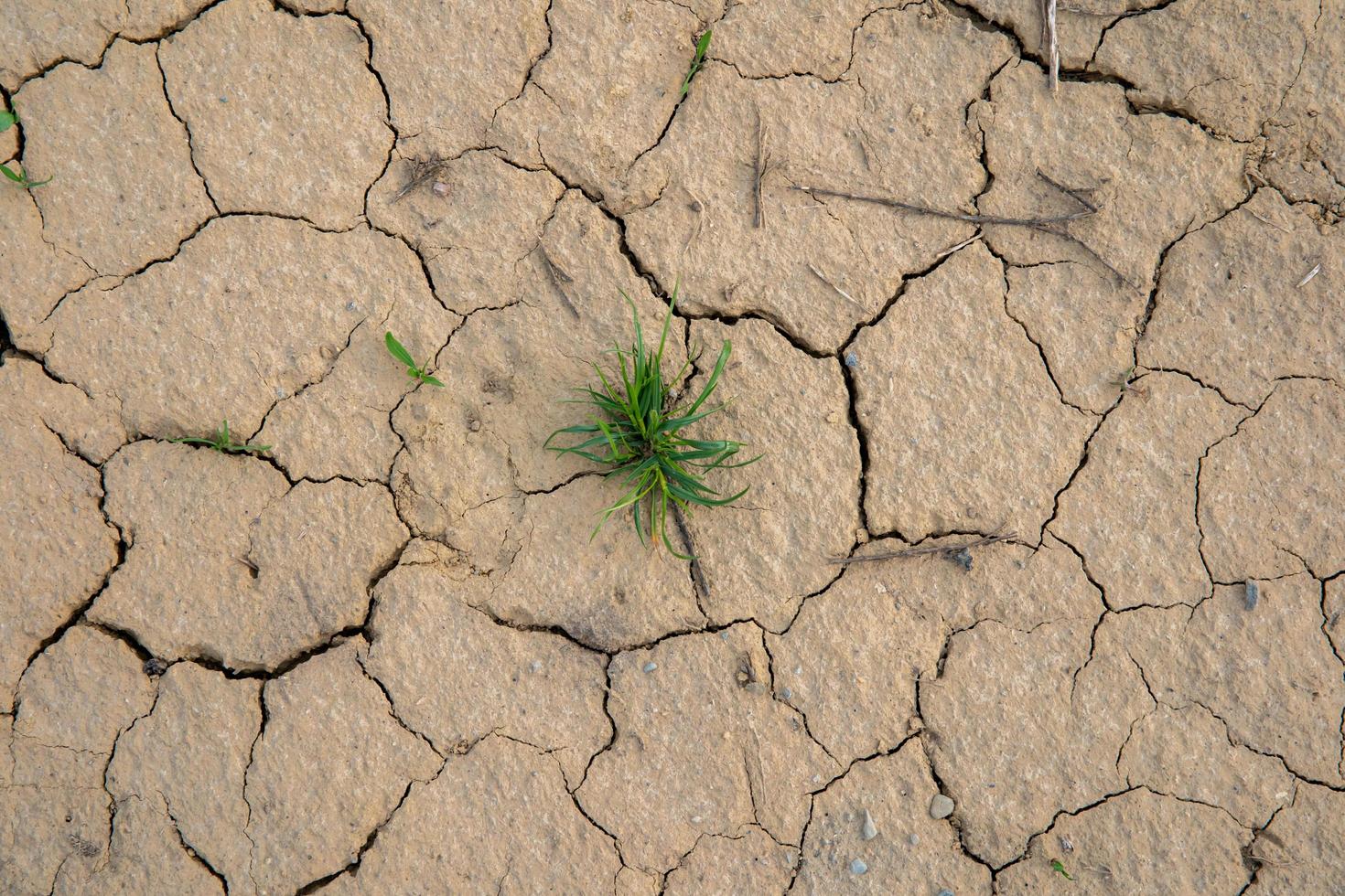 solo seco e rachado em um verão sem chuva foto