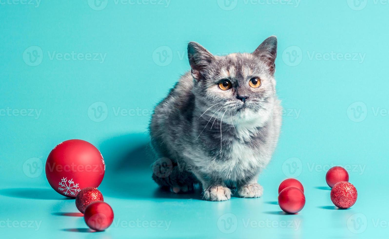 gato com enfeites de natal foto