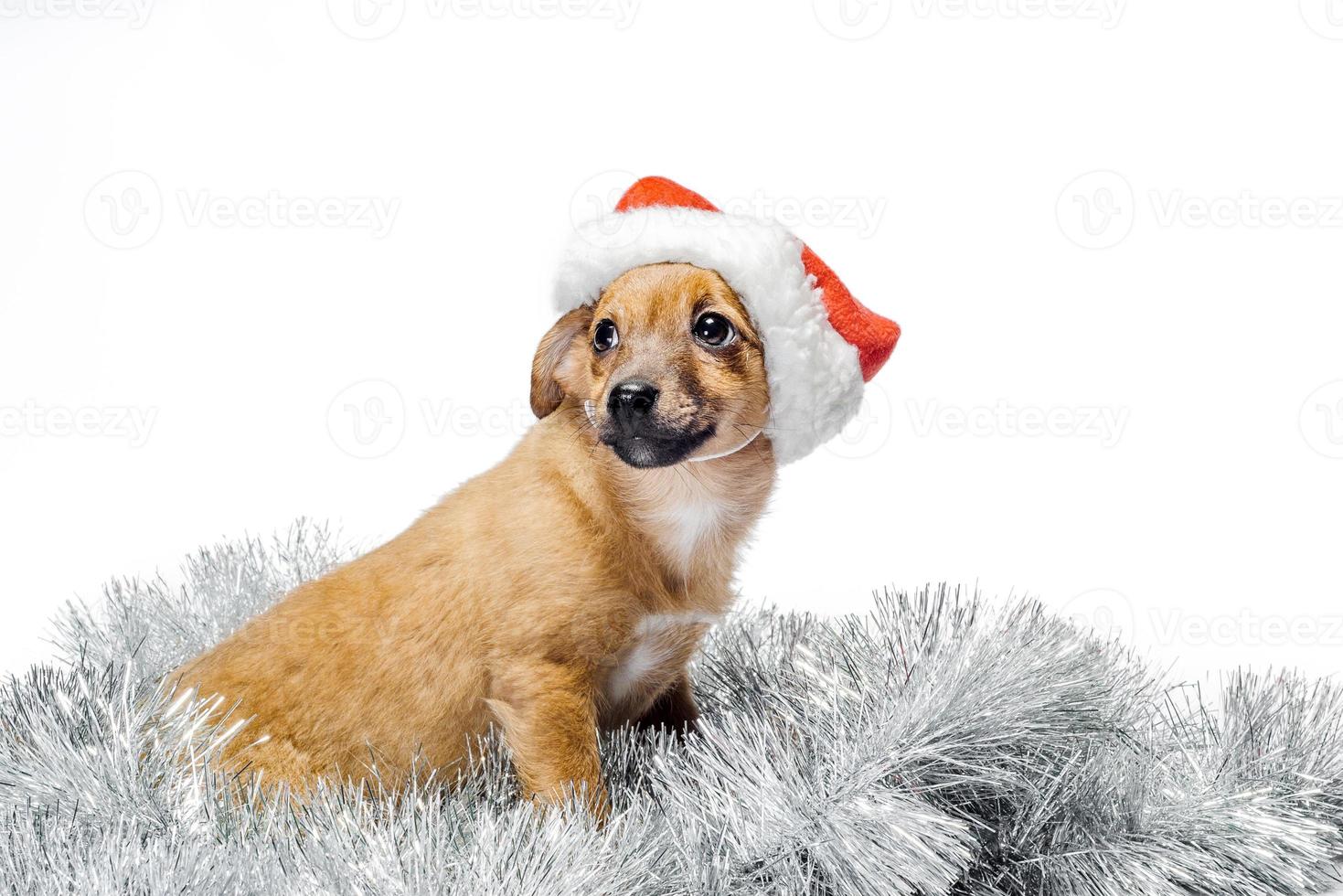 cachorrinho com um chapéu de Papai Noel vermelho sobre um fundo branco foto