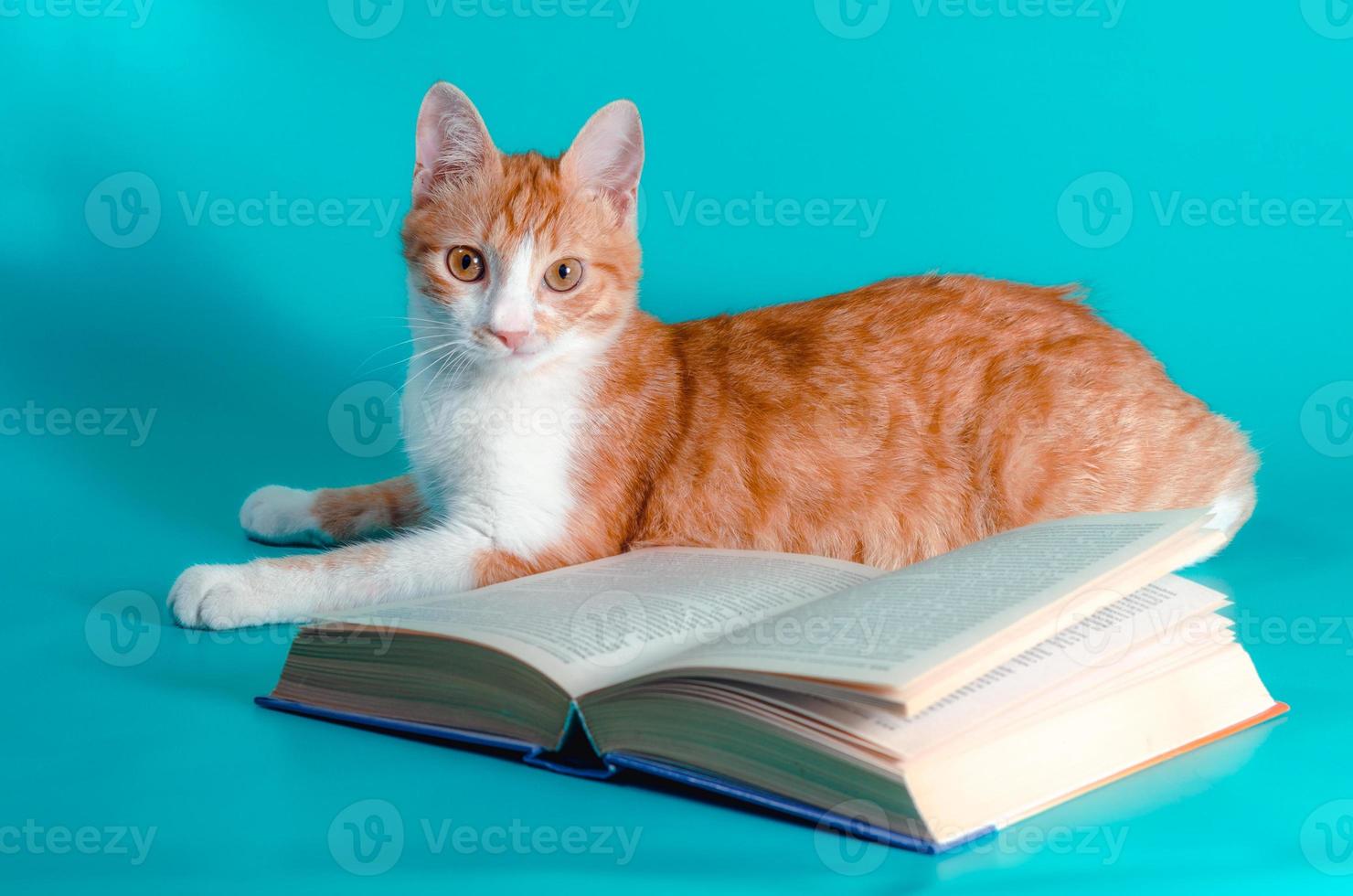 gato laranja com um livro foto