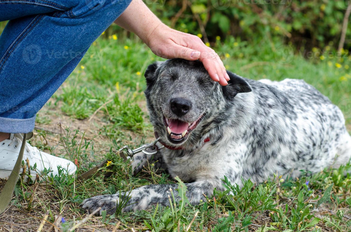 cachorro salpicado sendo animal de estimação do lado de fora foto