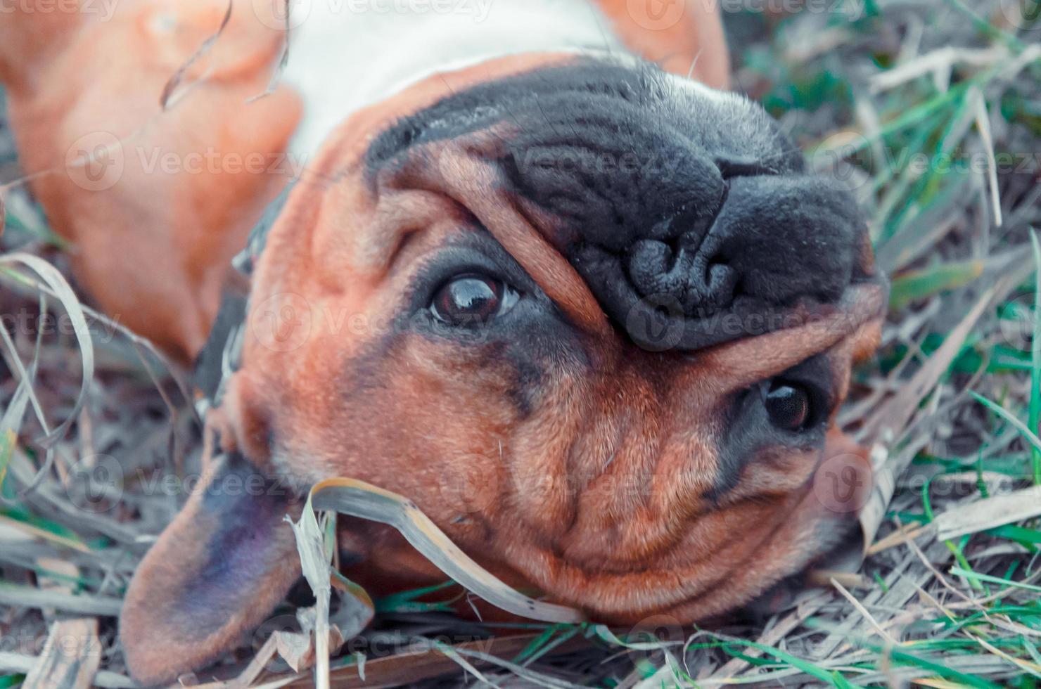 buldogue francês deitado na grama foto