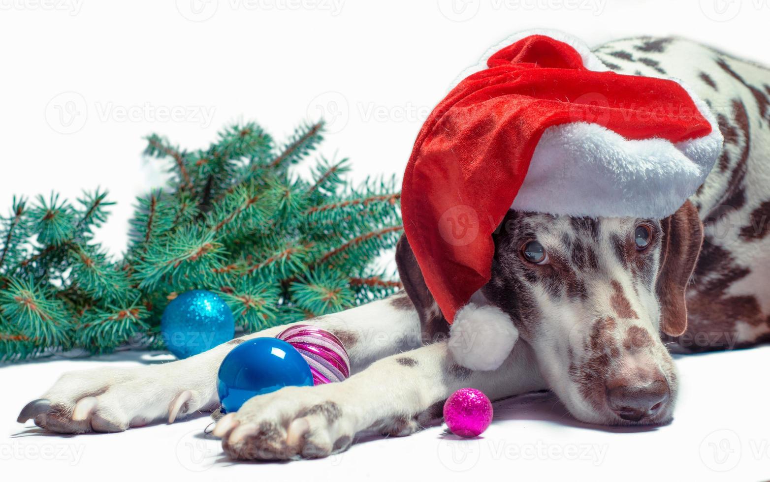 cachorro dálmata com chapéu de papai noel foto