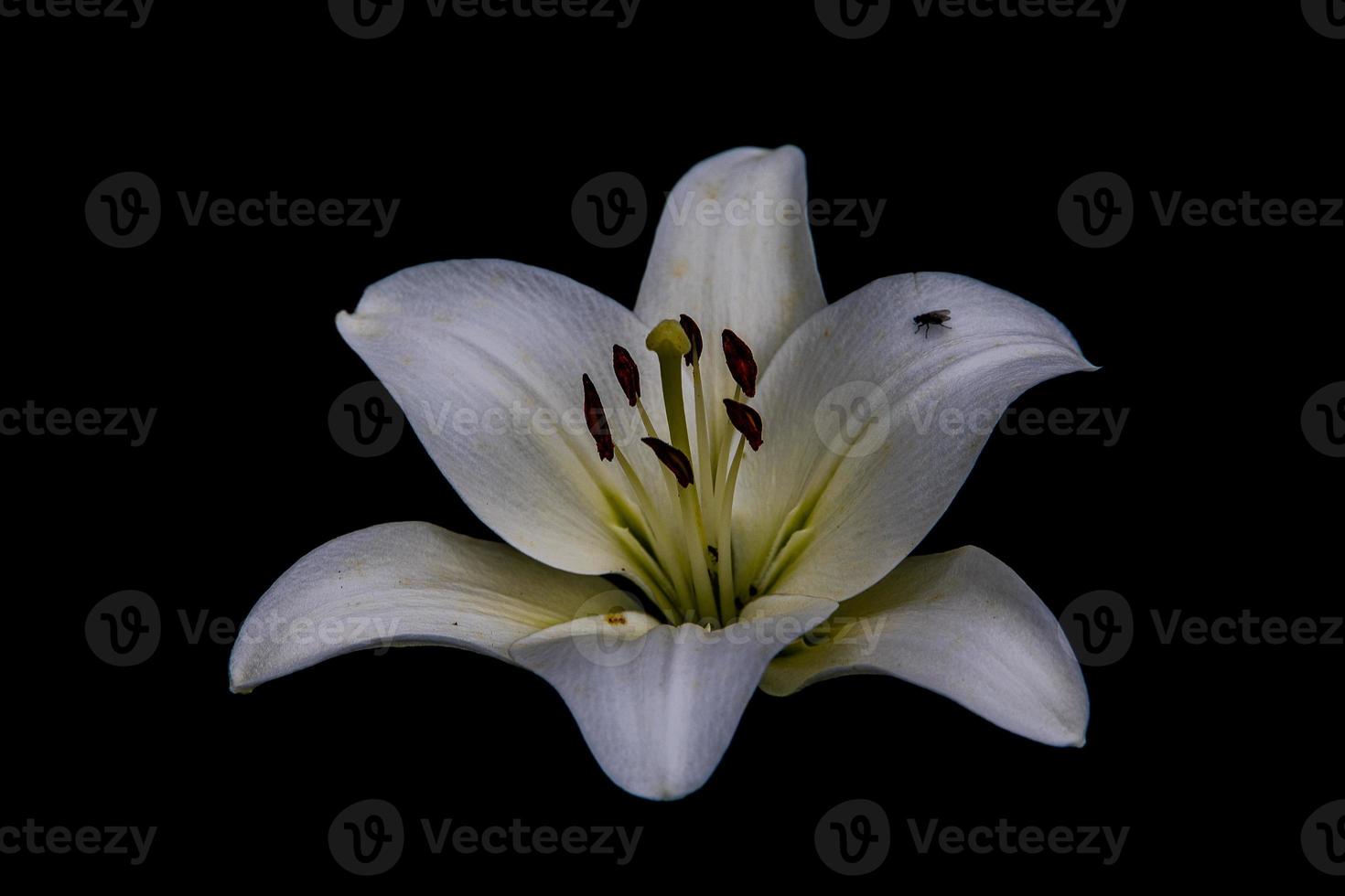 branco delicado lírio flor em Sombrio fundo foto