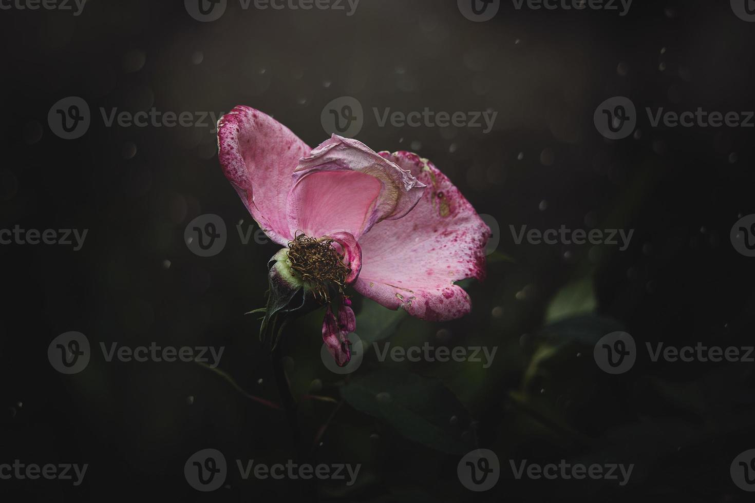 Rosa rosa velho desbotando velho com uma poucos ausência de pétalas dentro a jardim em uma verão dia foto