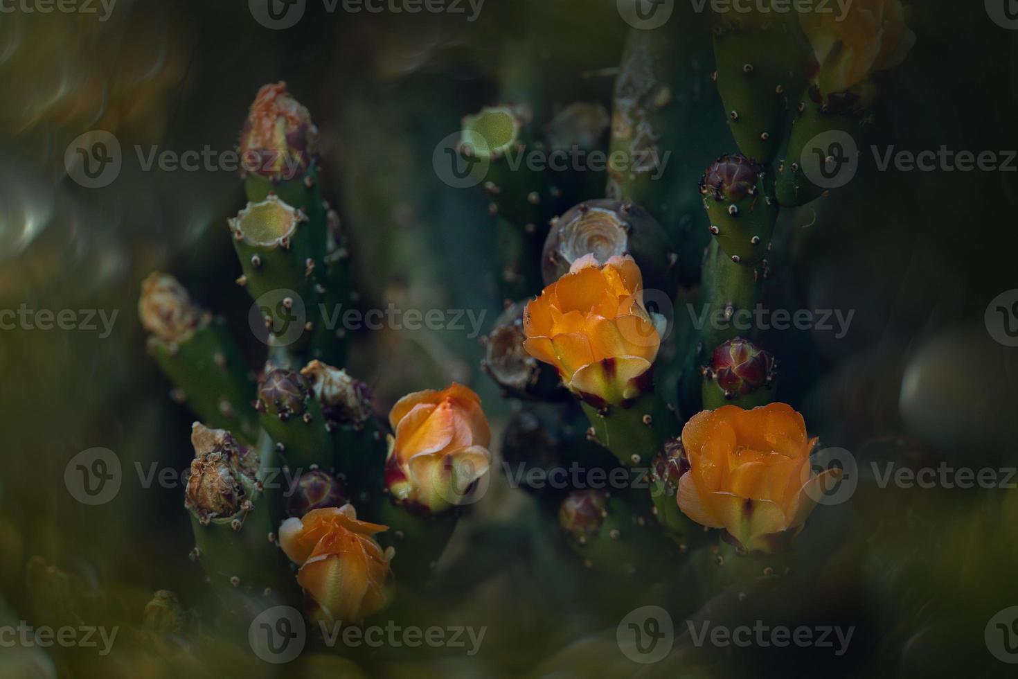 laranja espinhoso pera flor em uma cacto dentro uma jardim em uma Sombrio verde fundo foto