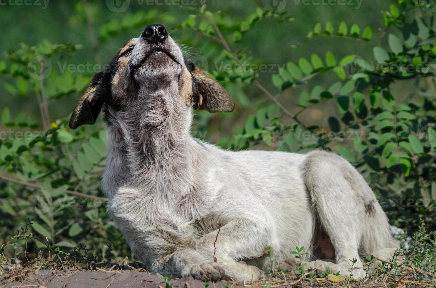 cachorro latindo enquanto estava deitado no chão foto