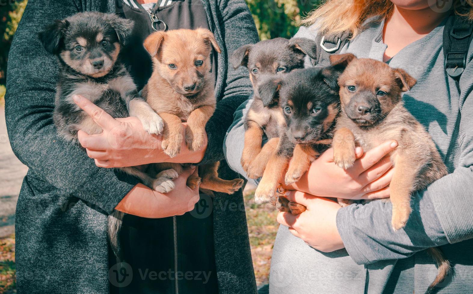 duas pessoas segurando cachorros foto