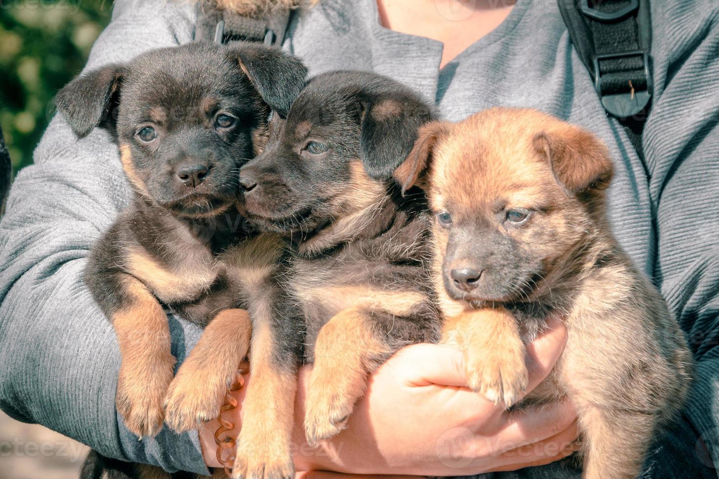 pessoa segurando três cachorrinhos foto