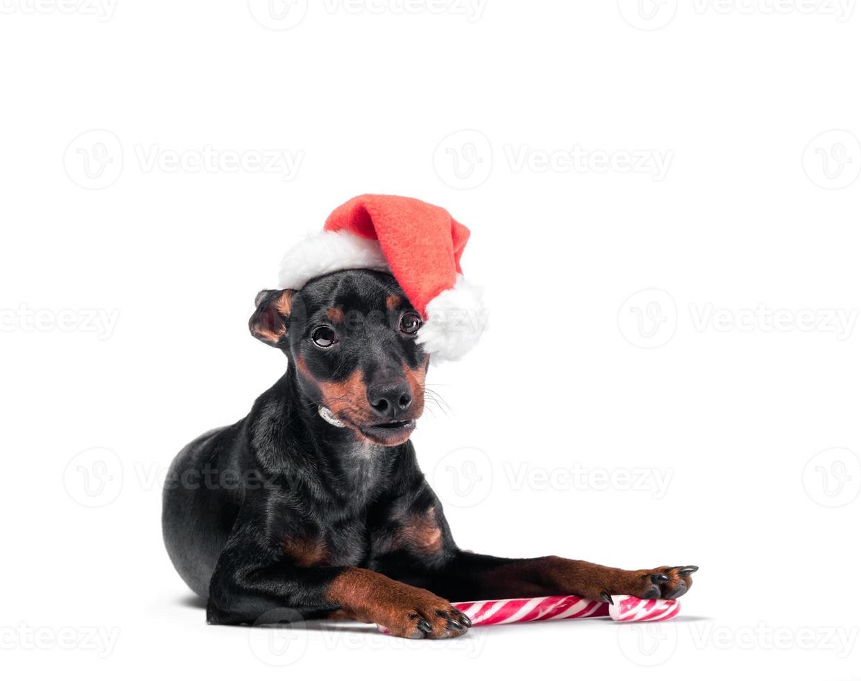 cachorro preto com chapéu de papai noel foto