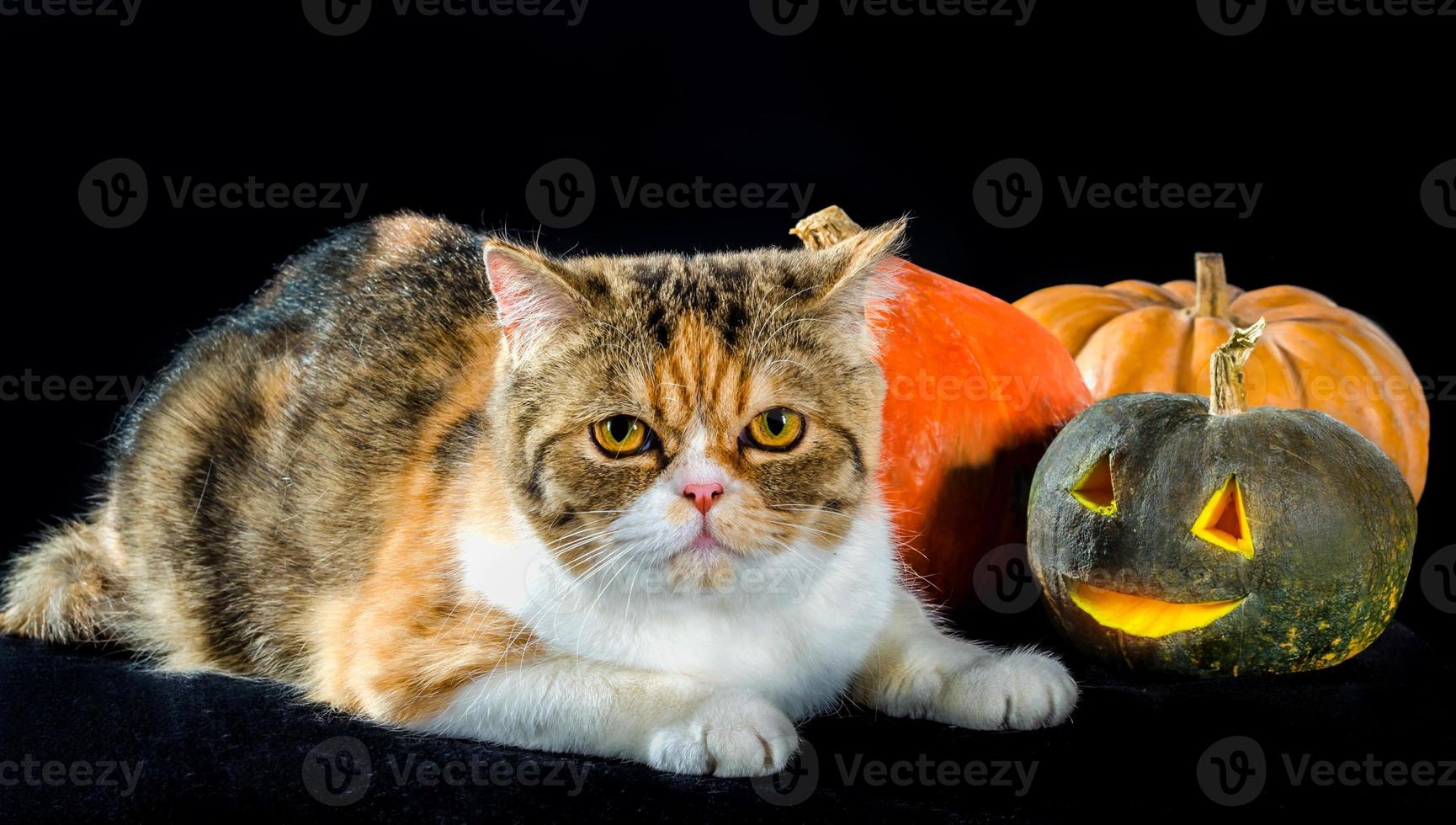 gato com decoração de halloween foto