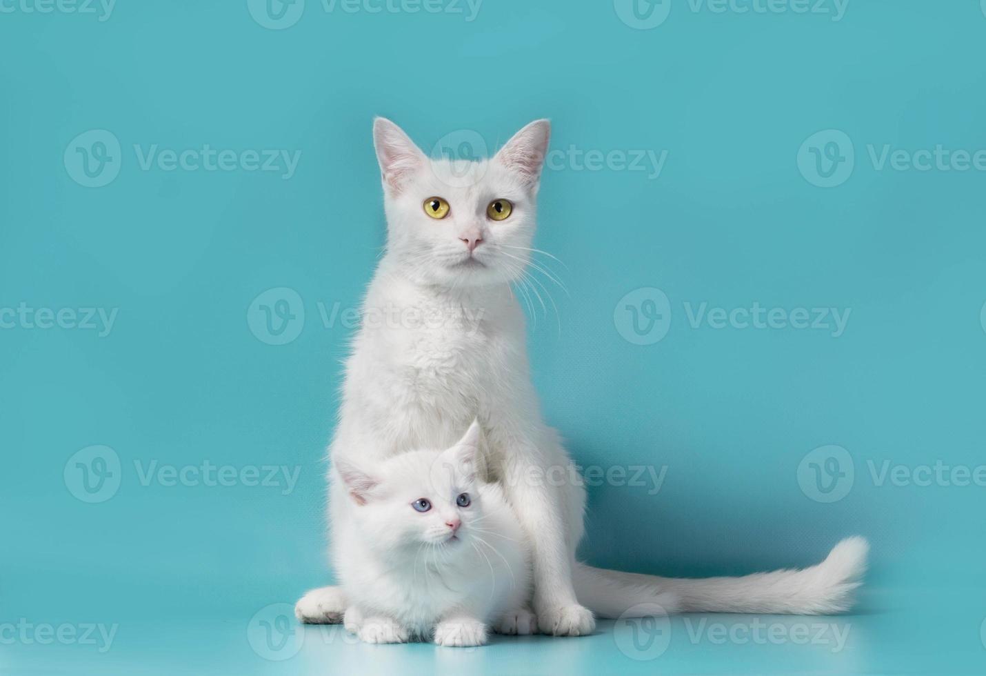 mãe e bebê gatos brancos foto