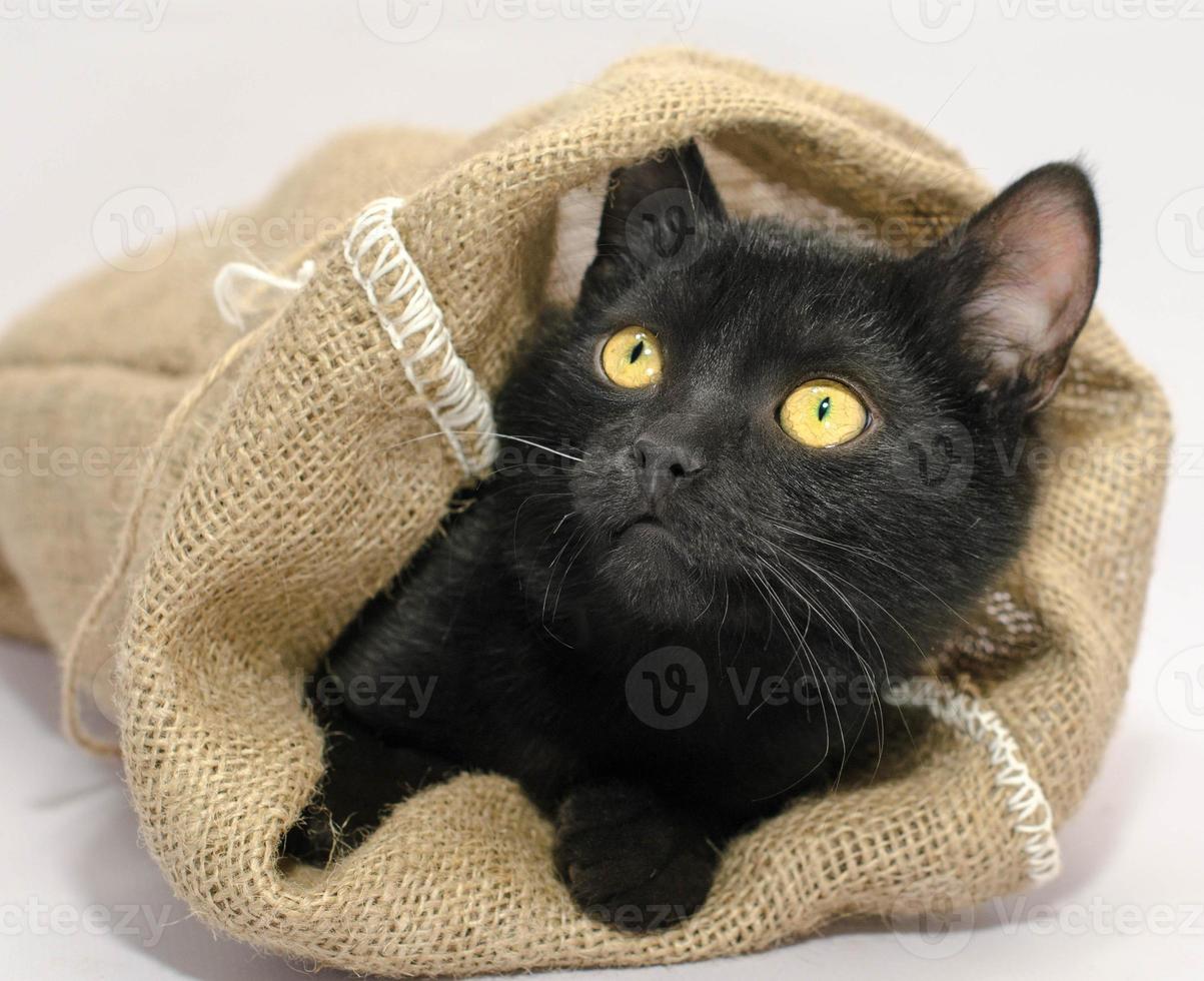 gato preto em uma bolsa foto