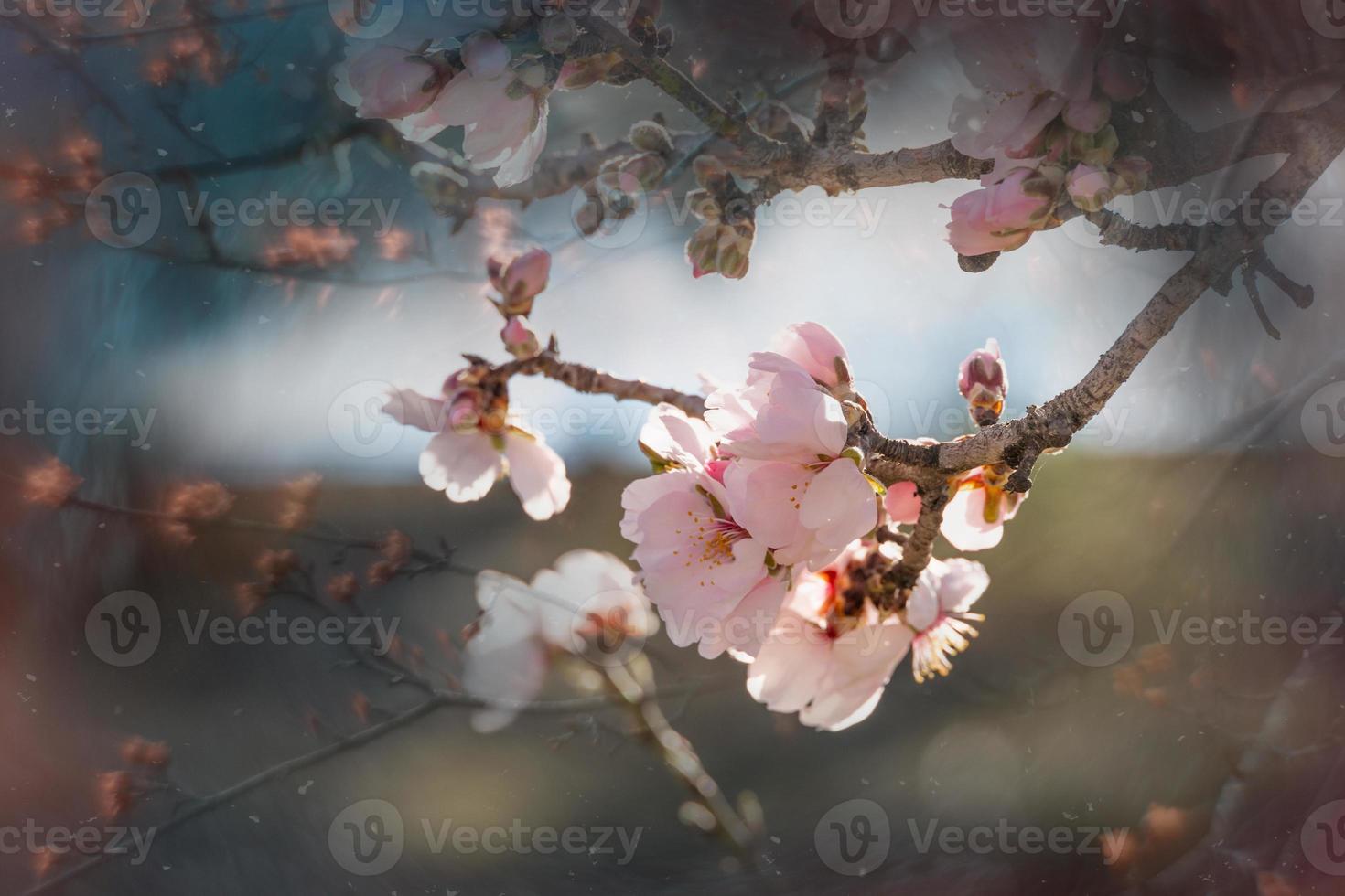 florescendo fruta árvore com branco flores em uma ensolarado Primavera dia foto