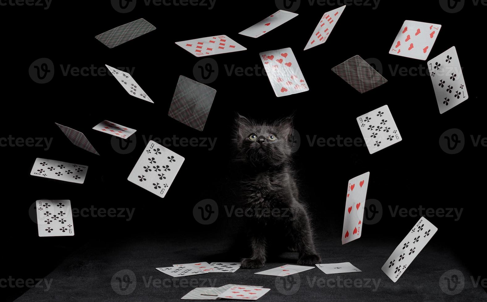 gato preto e cartas de jogar foto