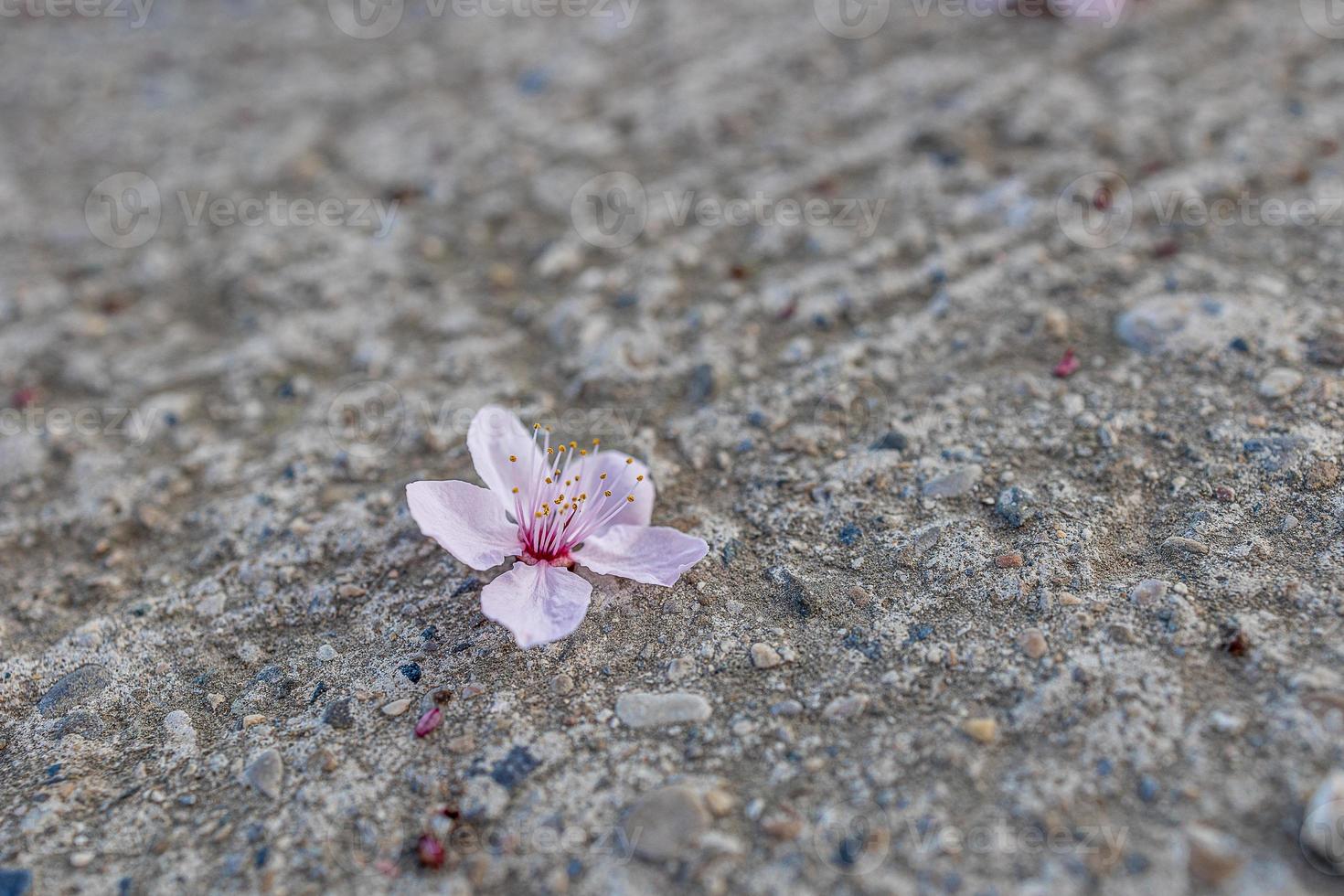 Primavera Rosa flores do uma fruta árvore em uma cinzento concreto fundo com lambendo foto