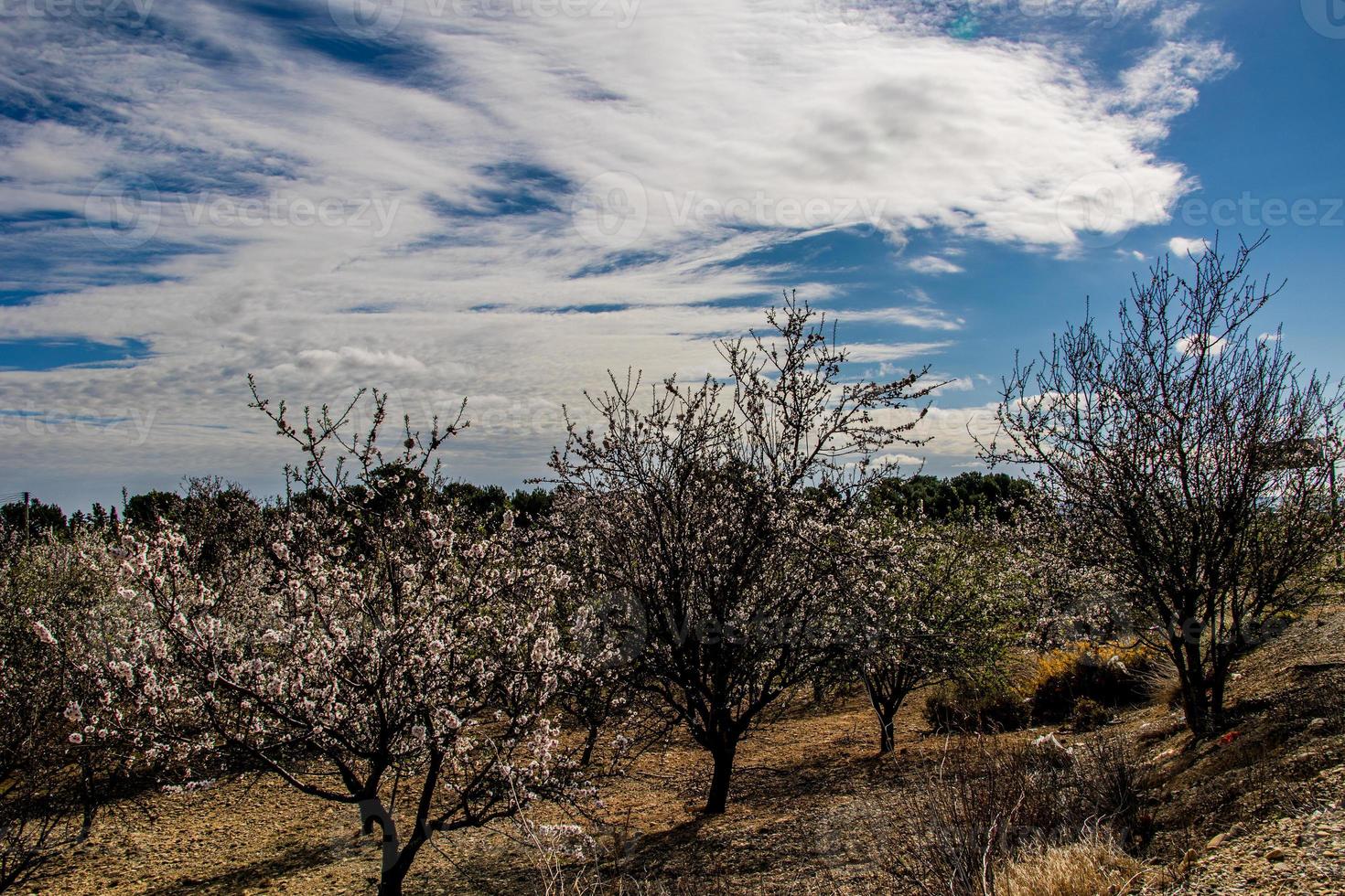 calma Primavera panorama com florescendo Pomar em uma caloroso ensolarado dia foto