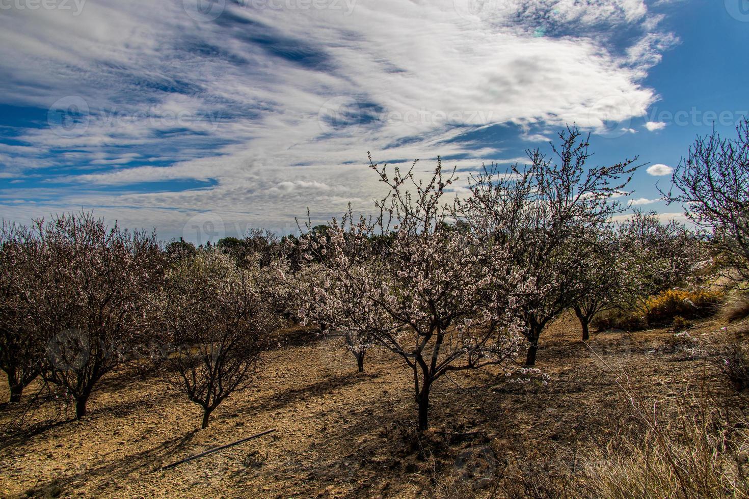 calma Primavera panorama com florescendo Pomar em uma caloroso ensolarado dia foto