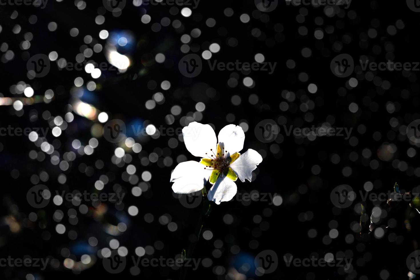 florescendo fruta árvore com branco flores em uma ensolarado Primavera dia foto