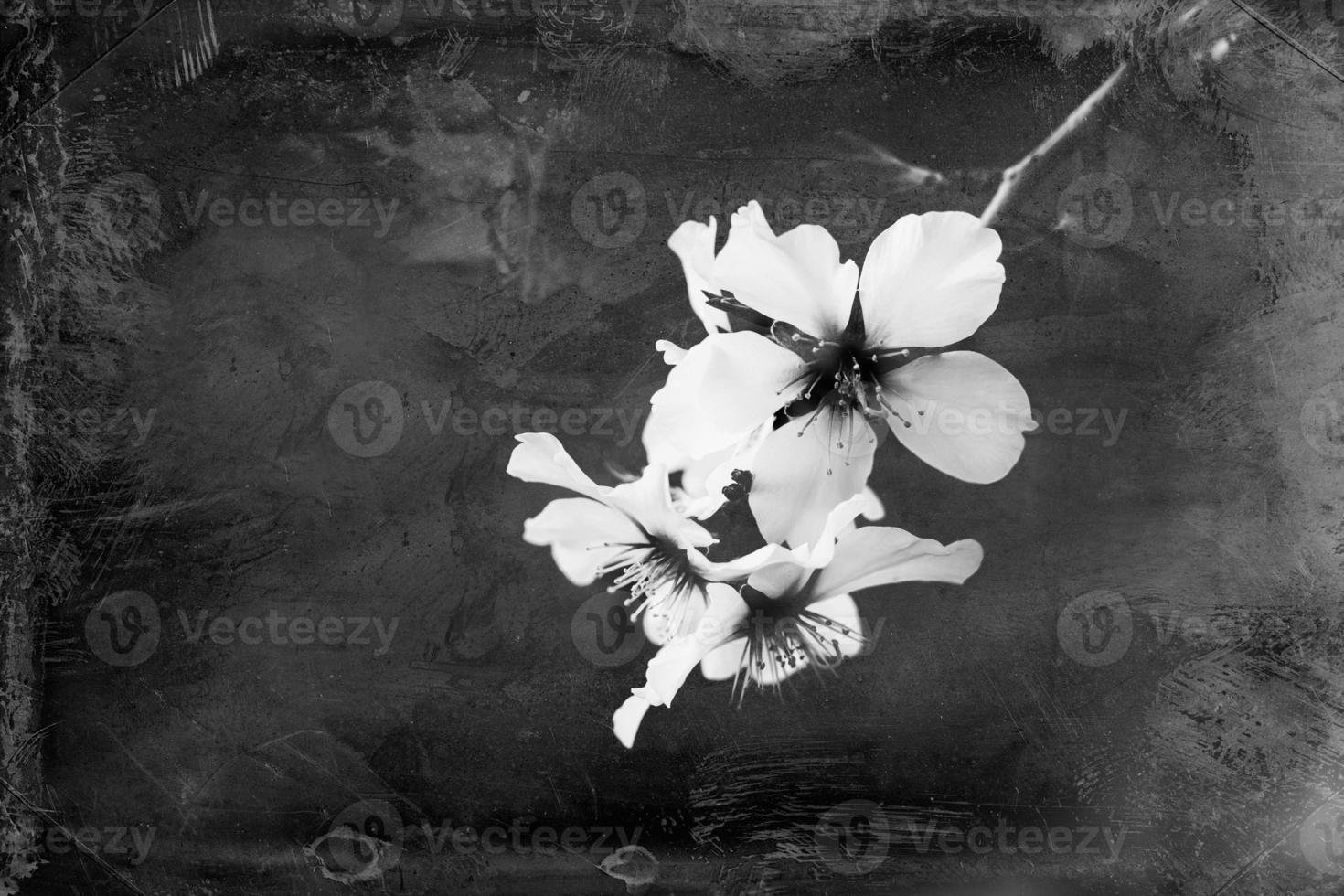 florescendo fruta árvore com branco flores em uma ensolarado Primavera dia foto