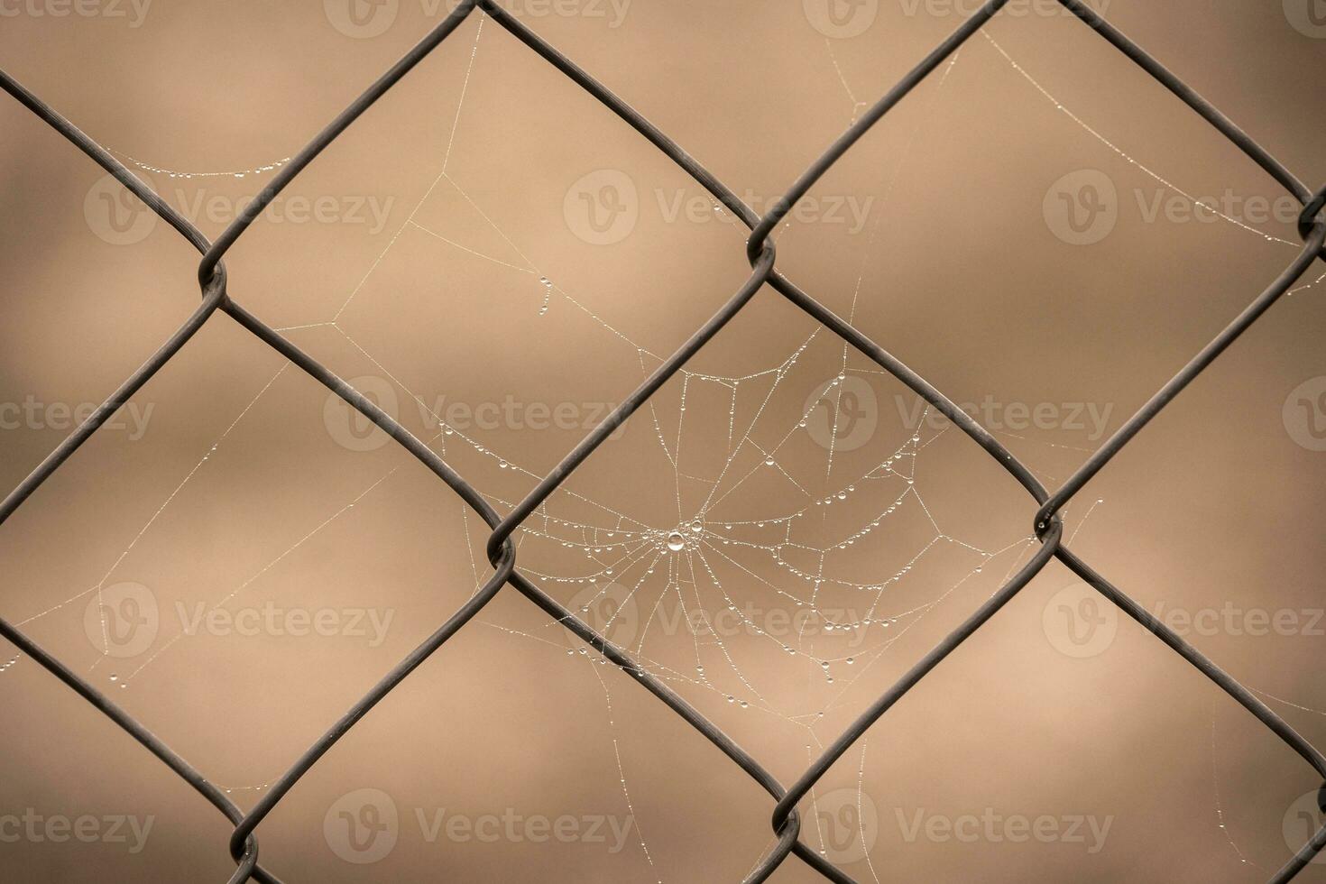 pequeno delicado água gotas em uma aranha rede dentro fechar-se em uma nebuloso dia foto