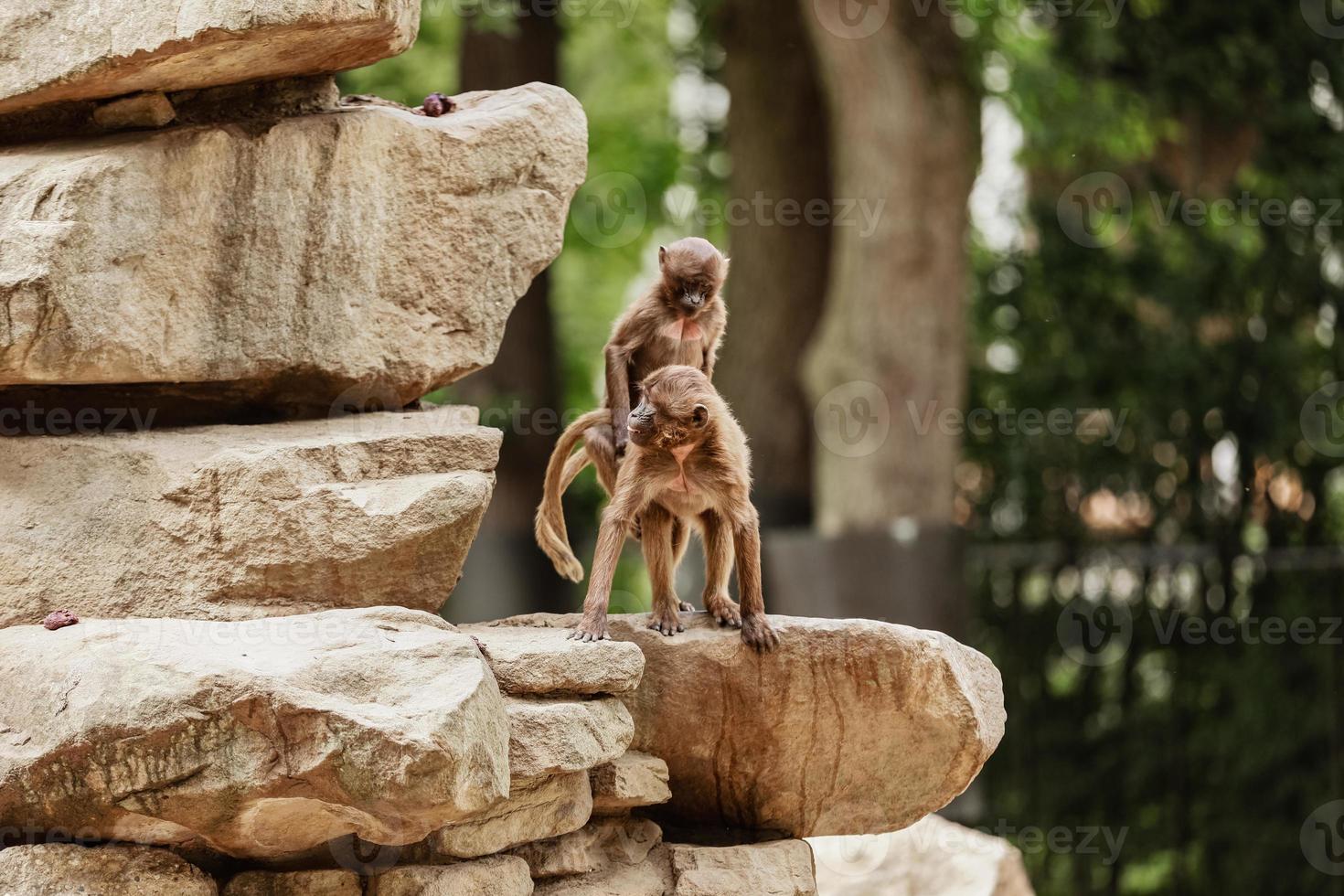 dois macacos apaixonados nas pedras, lopburi. foto
