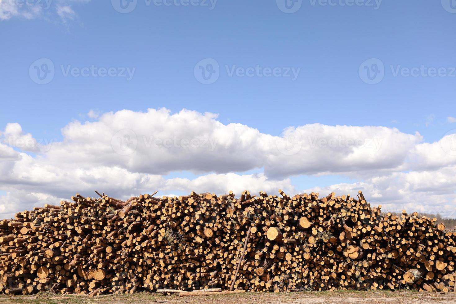 vista lateral de madeira comercial, toras de pinheiro após corte raso da floresta. desmatamento descontrolado. foco seletivo foto