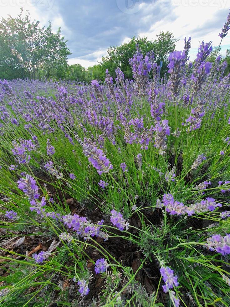 roxa lavanda flor crescendo dentro uma caloroso verde verão jardim dentro a raios do a Sol foto