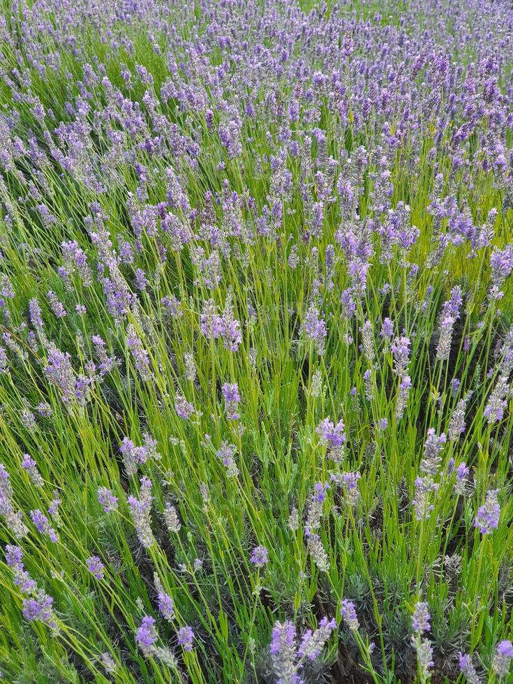 roxa lavanda flor crescendo dentro uma caloroso verde verão jardim dentro a raios do a Sol foto