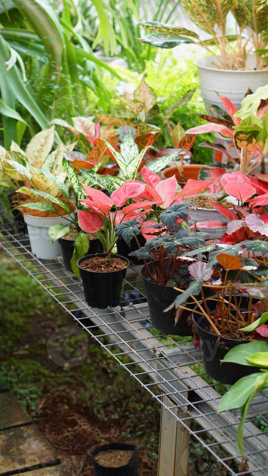 vários em vaso plantas arranjado dentro estufa. plantar amantes conceito foto