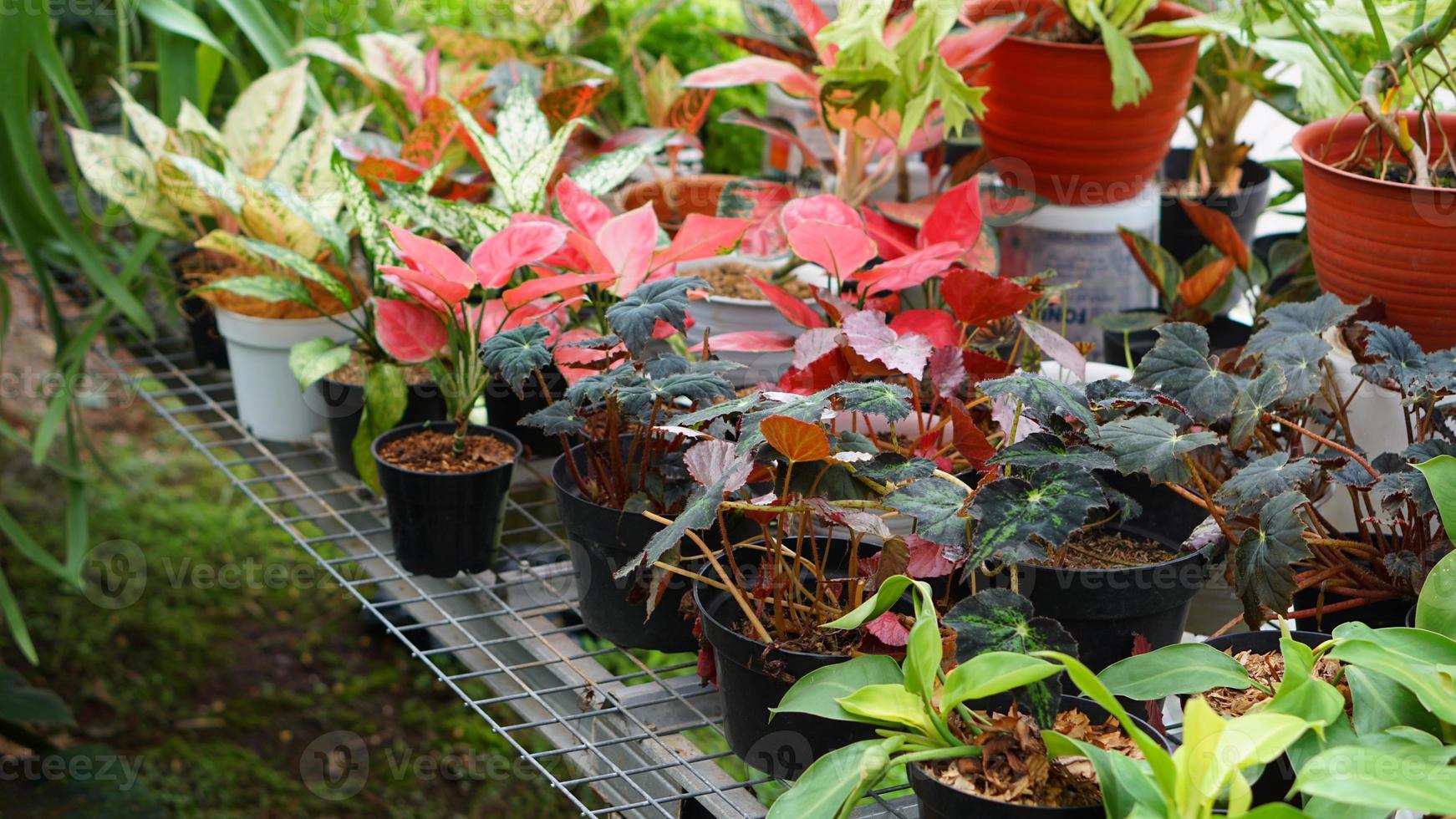 vários em vaso plantas arranjado dentro estufa. plantar amantes conceito foto