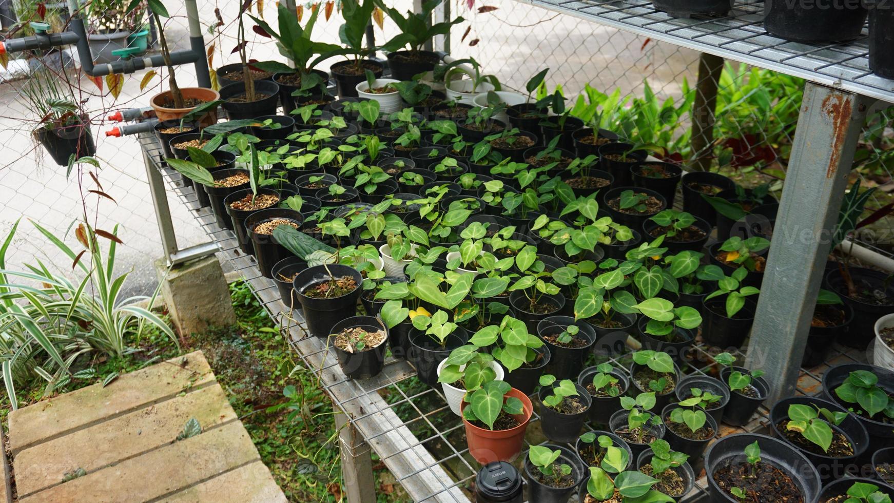 vários em vaso plantas arranjado dentro estufa. plantar amantes conceito foto