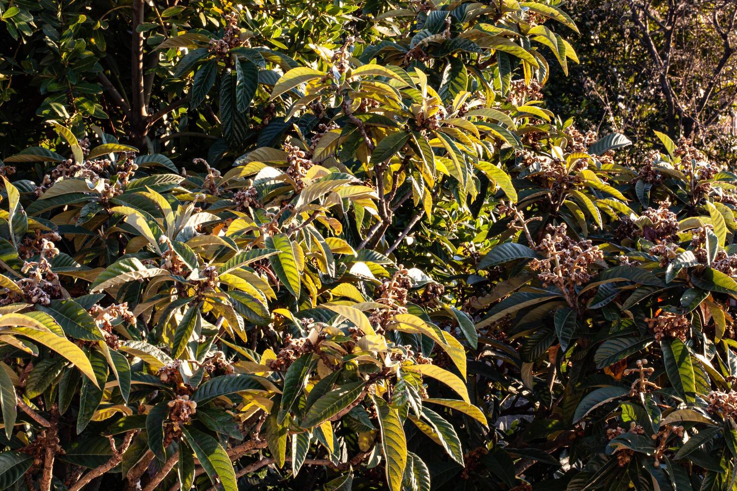 o despertar da natureza na primavera. foto