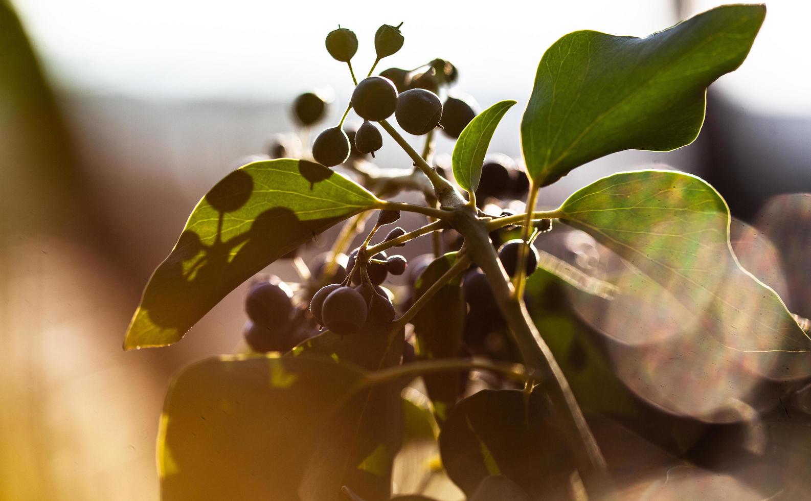 o despertar da natureza na primavera. foto