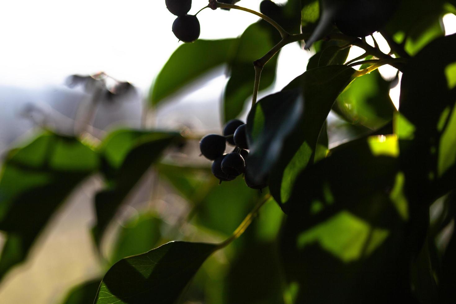 o despertar da natureza na primavera. foto